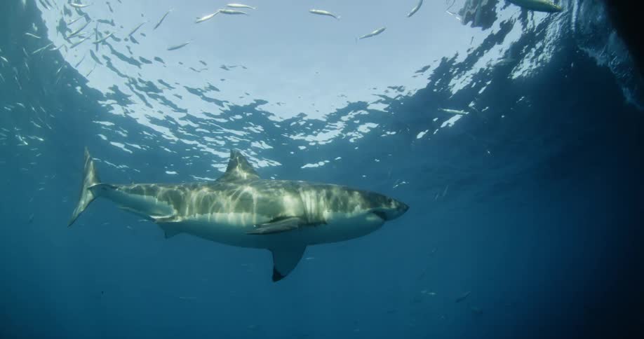 A shark swims with fish in the ocean