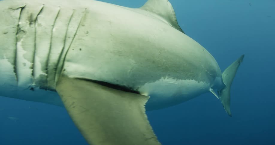 A shark swims in the ocean