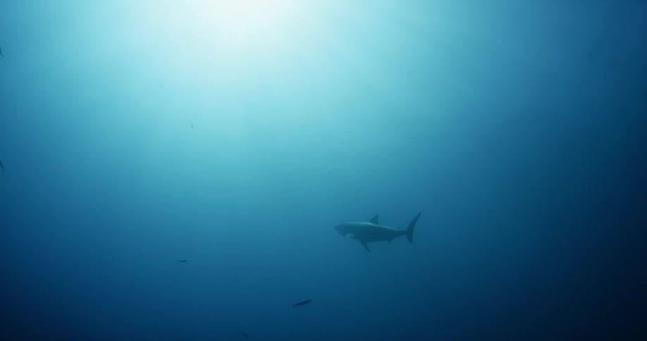 A shark swims in the blue ocean water