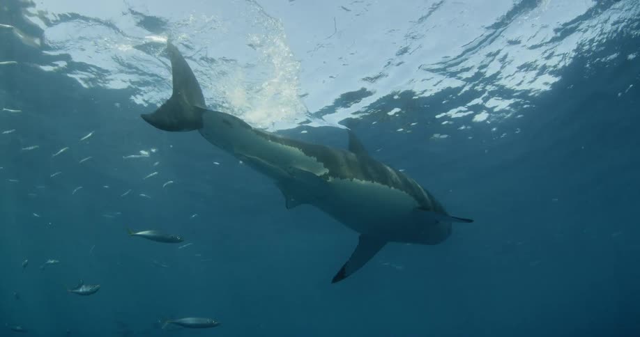 A large shark swimming in the water with smaller fish