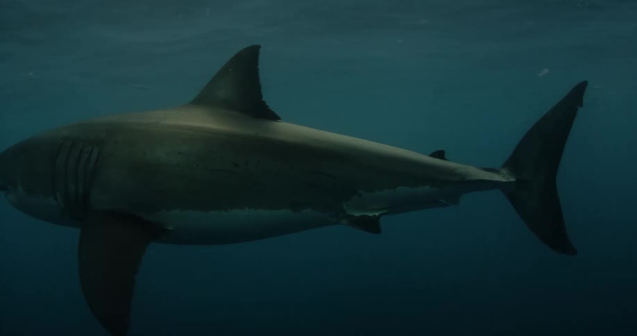 A shark swims with fish in the dim ocean