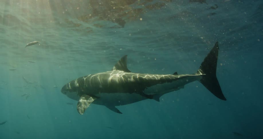 A shark swims in the ocean