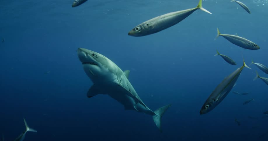 A shark swims with fish scattering everywhere