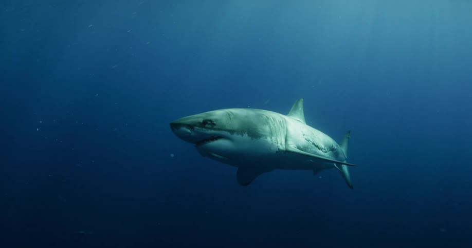 A shark swims slowly in dark waters