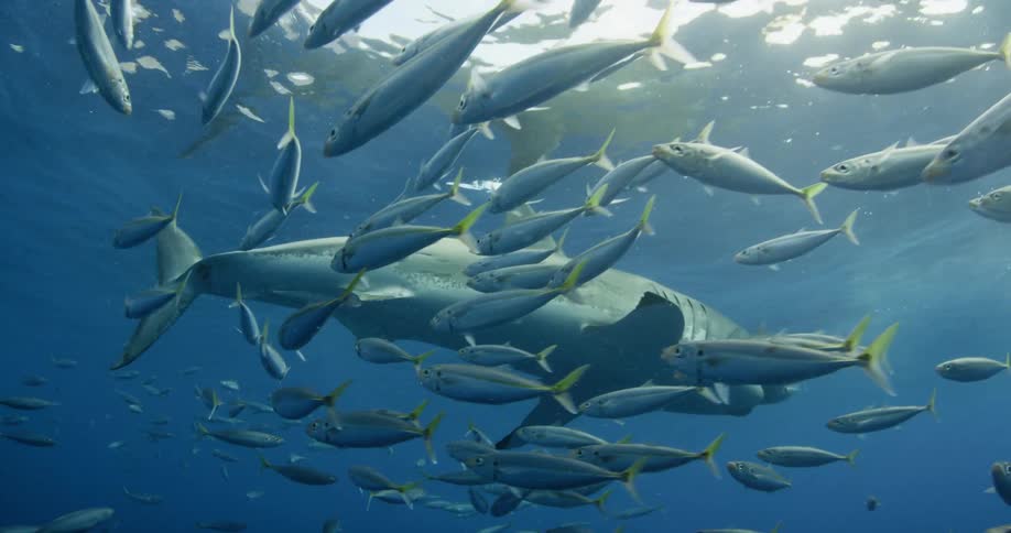 A shark swimming near the top with a large school of fish