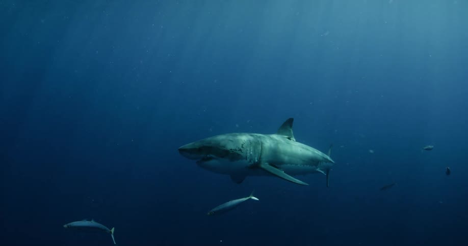 Shark swimming calmly through the dark water
