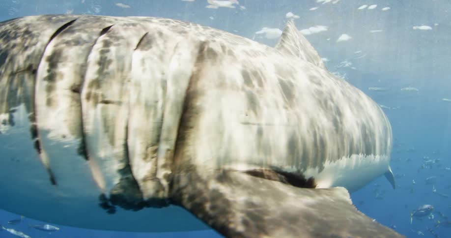 A shark swims in the blue ocean water