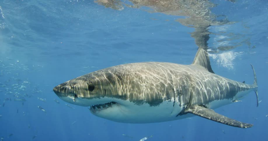 A shark swimming towards the camera