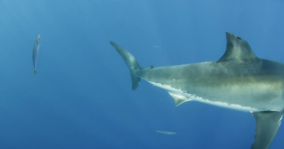 A single shark swimming through the ocean
