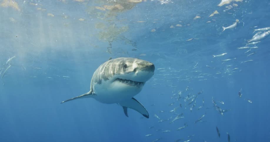 A shark swims just below the surface
