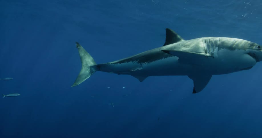 A shark swims in the ocean