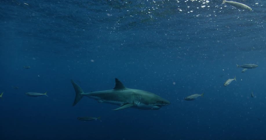 A shark moves below in the dark waters