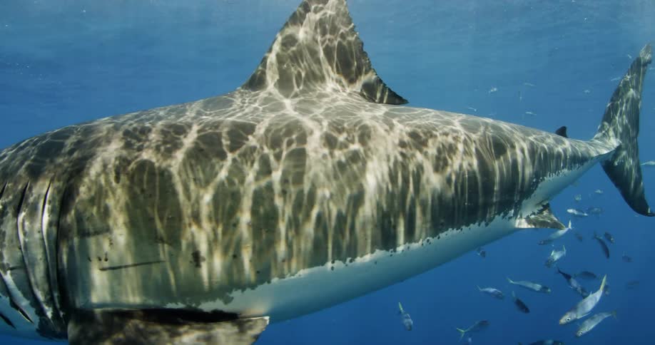 A shark swims through blue ocean water