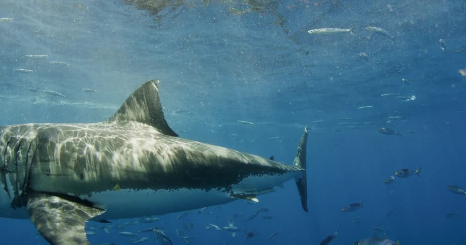 A shark and fish swim near the surface of the ocean