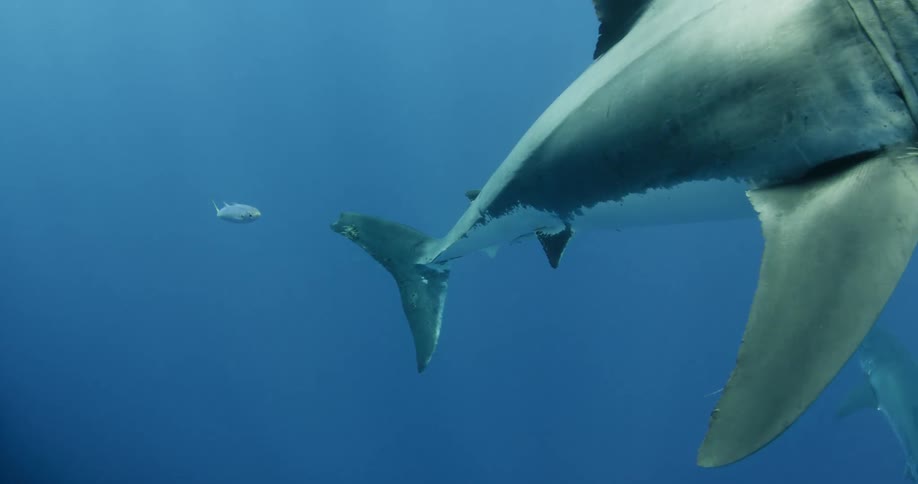 A shark is swimming up in dark waters