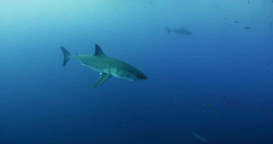 A shark swims in dark water gliding farther