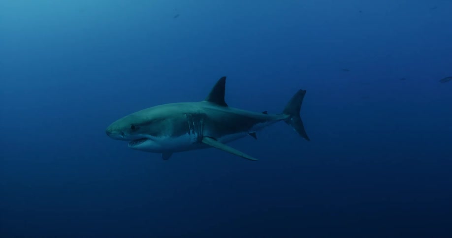 A shark is following behind a smaller fish