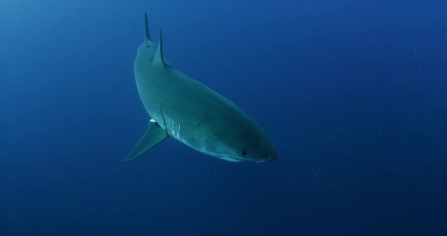 A shark swims in the open ocean