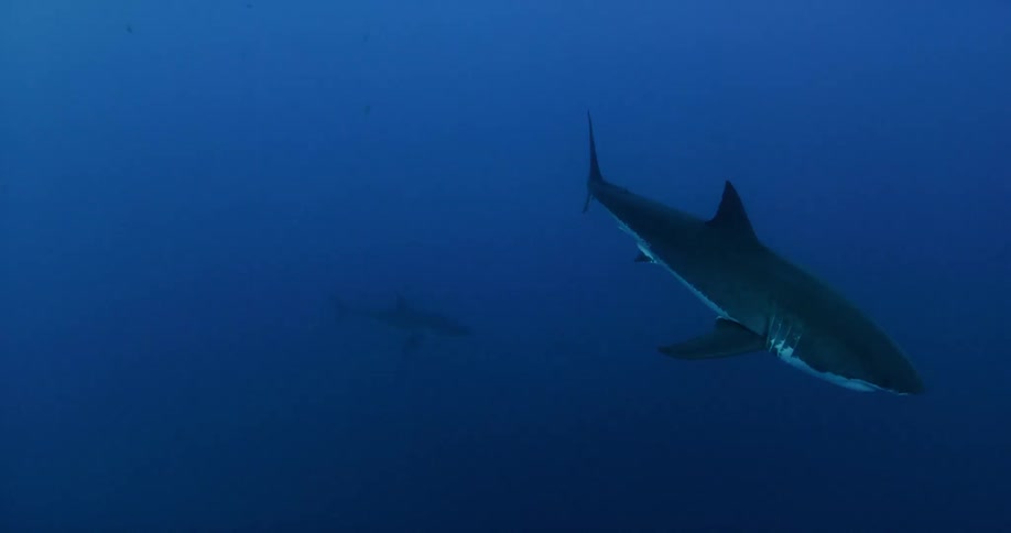 A shark swims through blue ocean water