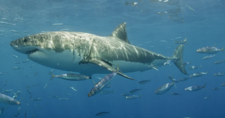 A shark swims in the blue ocean water
