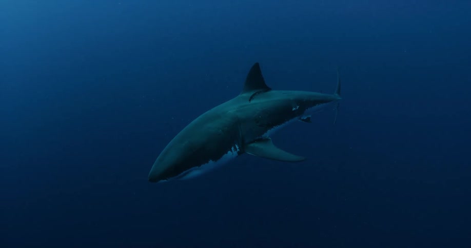 A shark swims in the ocean