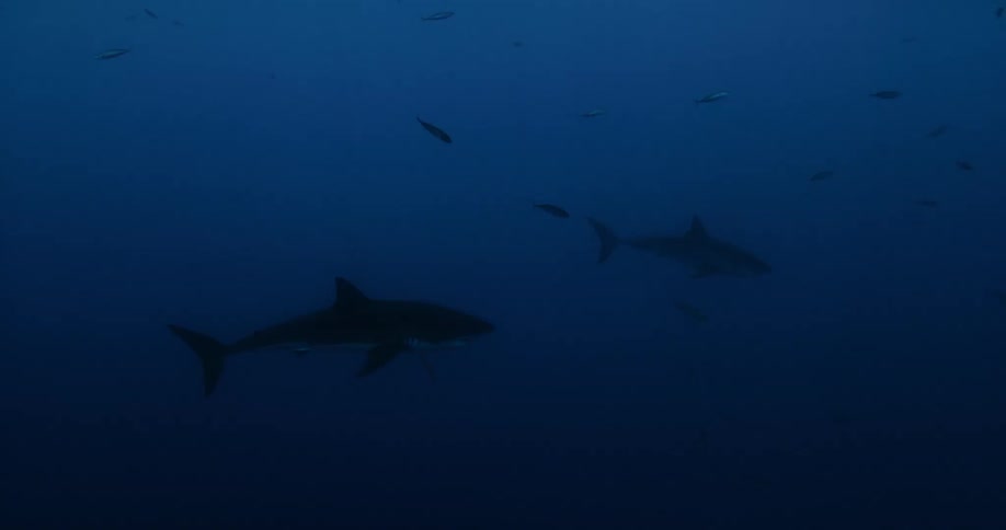 Sharks and fish swim in the ocean