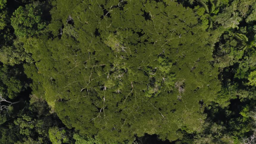 Birds eye view of trees in a forest is displayed