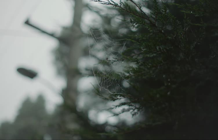 Spider web in a tree blows in the breeze