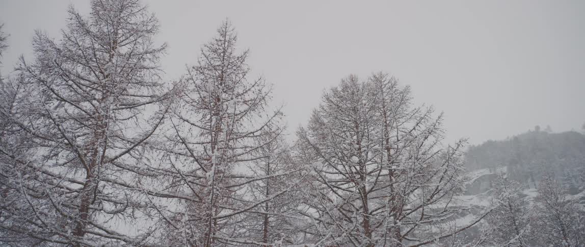 A view of snow on trees outdoors