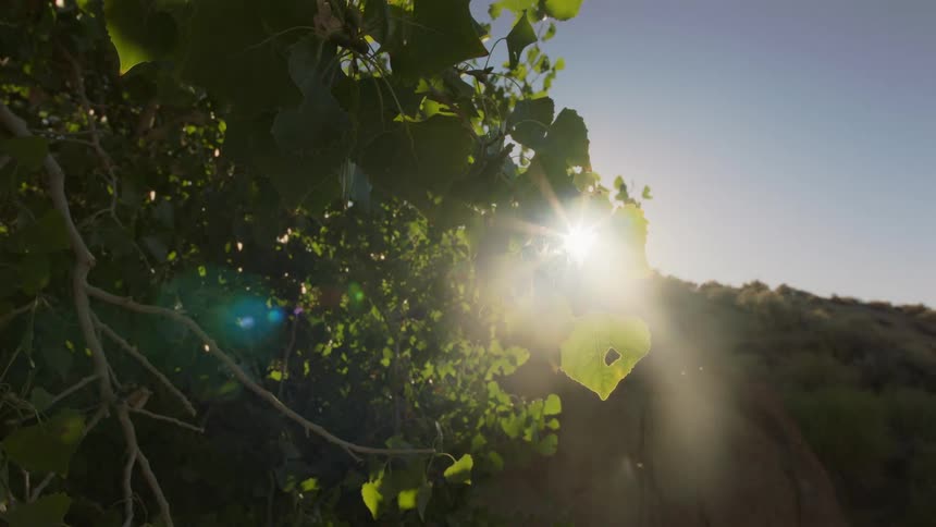 Sun shines through the green leaves from behind hill