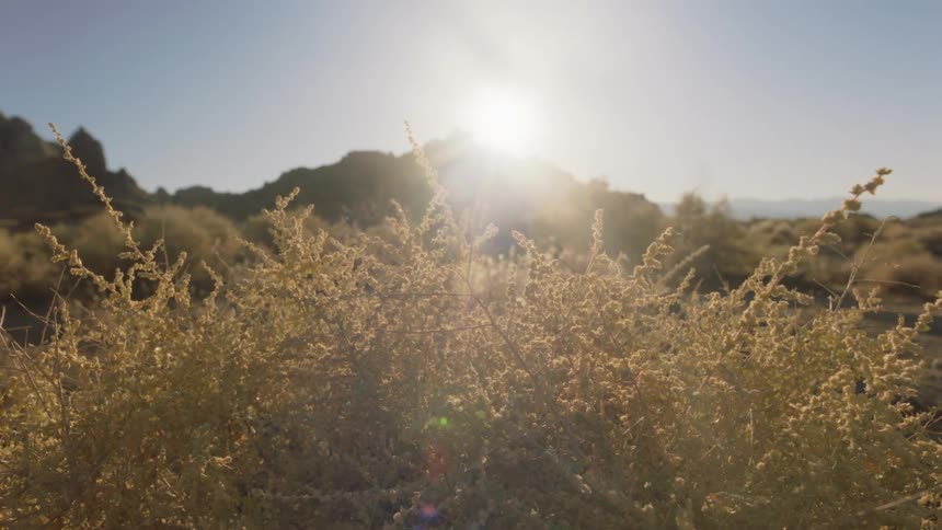 The sun rises from behind hill through dry bush
