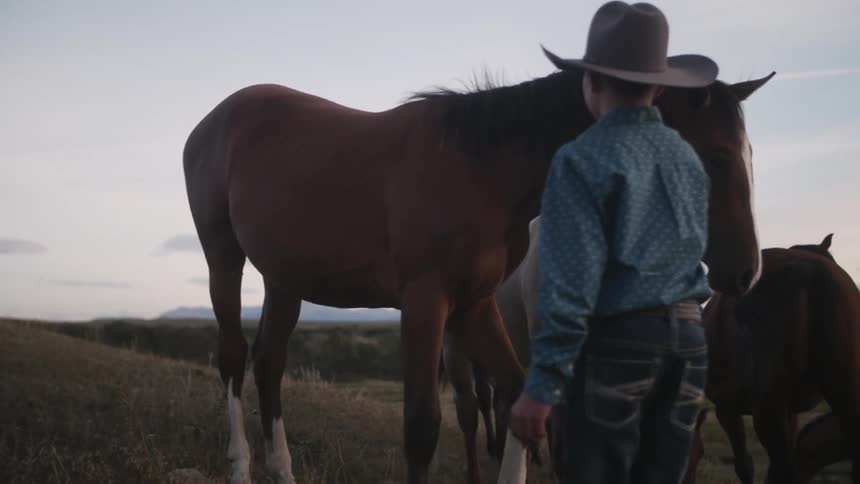 Boy petting and watching horses