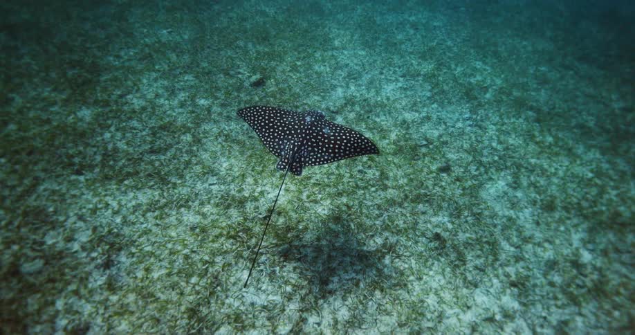 A stingray is swimming under the ocean water