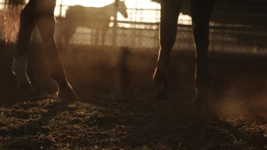 Horses stand on farm at sunrise