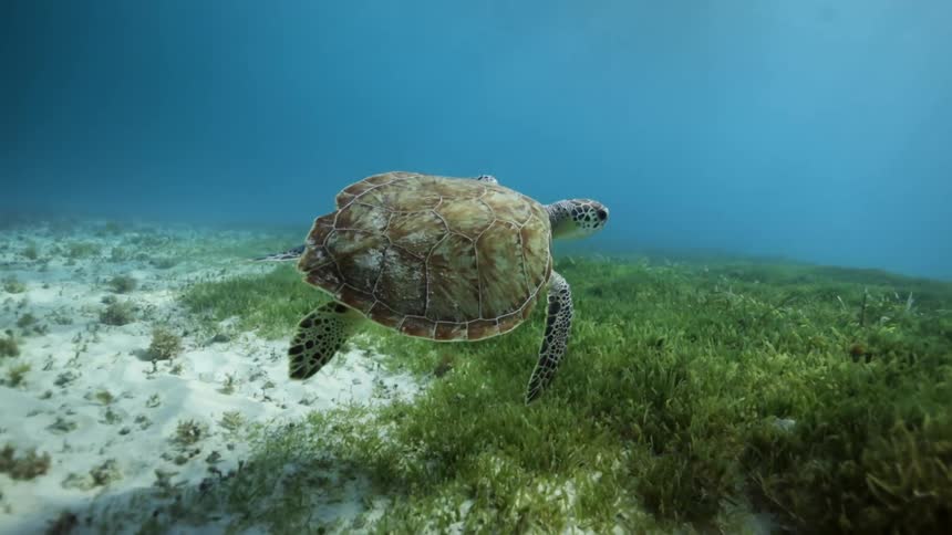 A turtle swimming under water