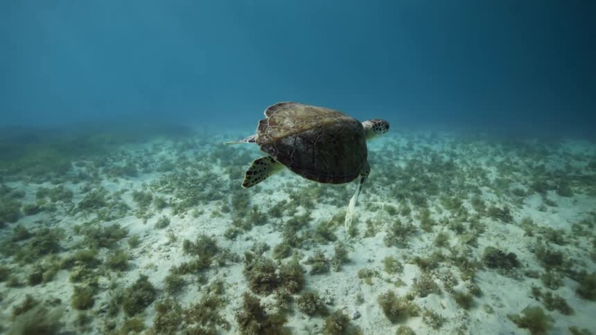 A turtle is swimming underwater