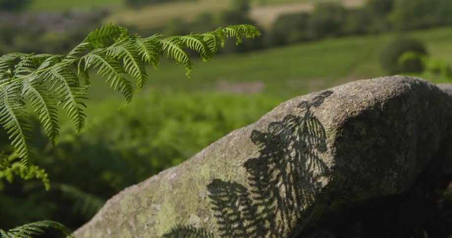 The sun shines on a plant moving in the breeze as its shadow moves across a large rock