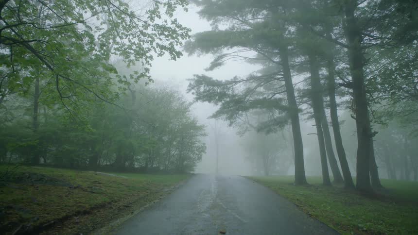 A thick layer of fog sits over a countryside road surrounded by tall trees