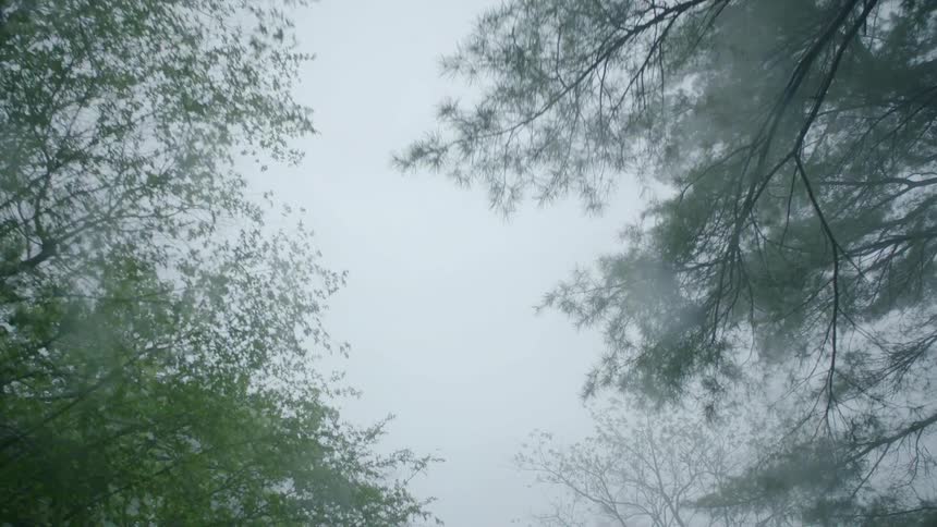 Tree branches with leaves against a gray cloudy sky