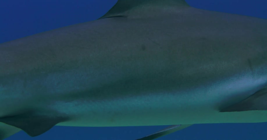 A shark is swimming in clear blue water
