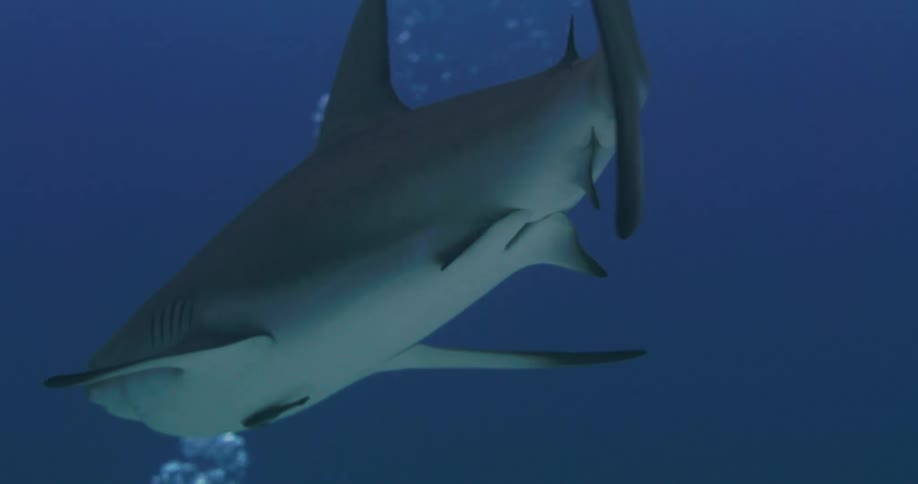 Underwater footage of a great shark swimming slowly in front of a column of bubbles
