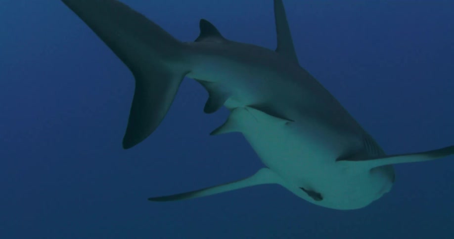 A shark swimming in deep blue water