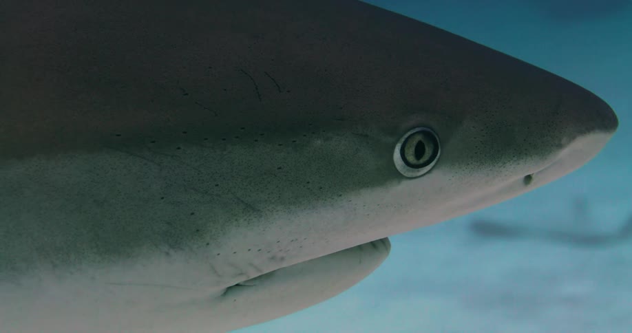 Shark swims under the surface of the ocean water