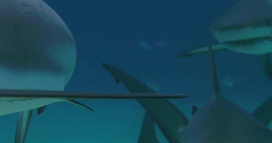 Smaller fish swim in area as sharks swim in small group