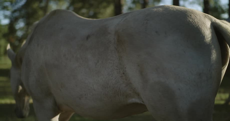White horse grazes on horse farm