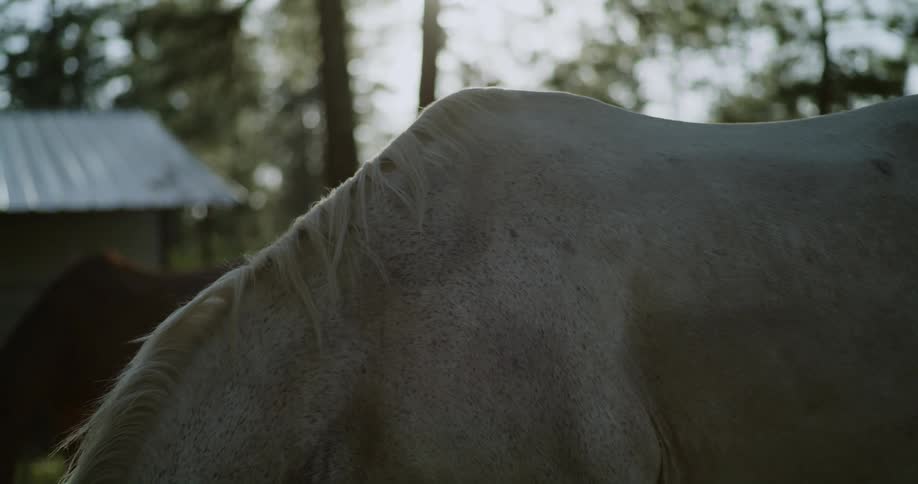 Horses are outside on the ranch