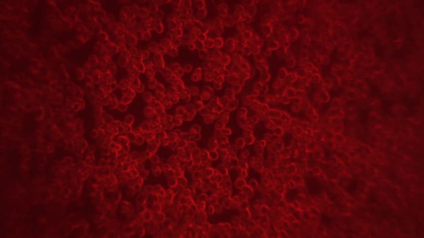 Red blood cells moving under a microscope