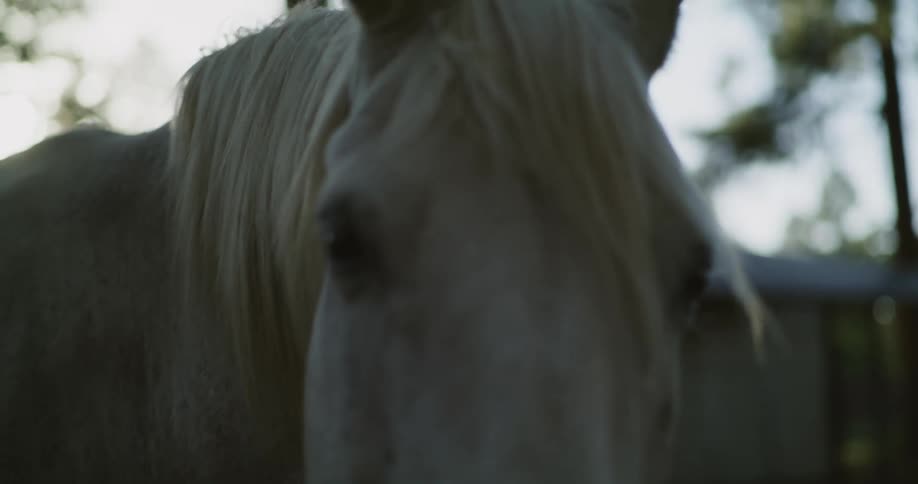 A large white horse stands calmly and turns to face the approaching camera