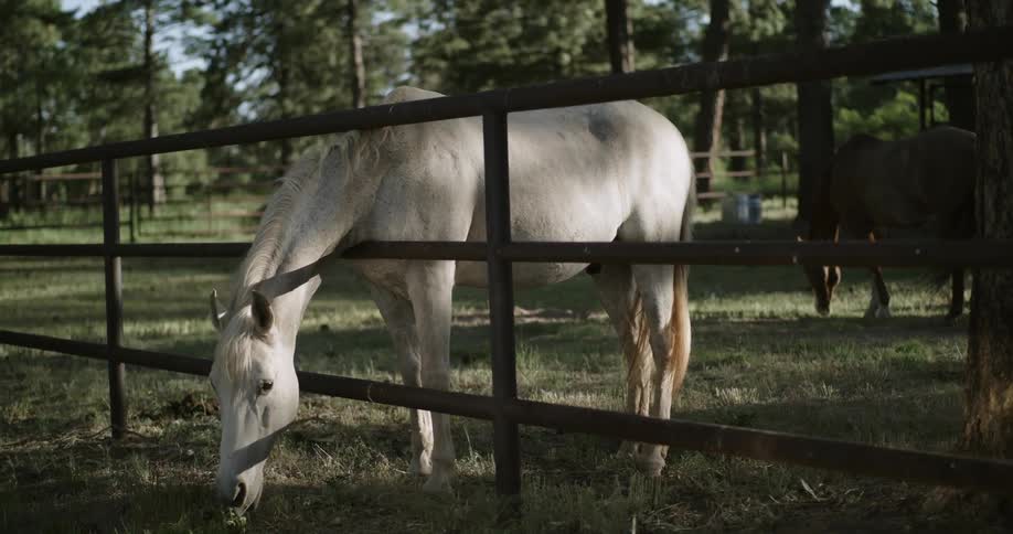 A horse sticks its head through a fence to eat grass on the other side