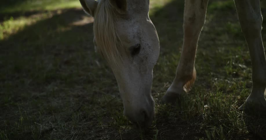 Close up of a pinto horse gently grazing on the green grass at morning
